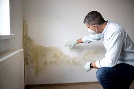 Best Biohazard Mold Removal in Cayuga Heights, NY